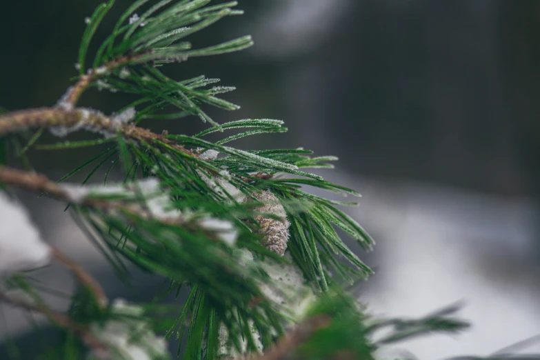 the pine needles are covered with snow and ice