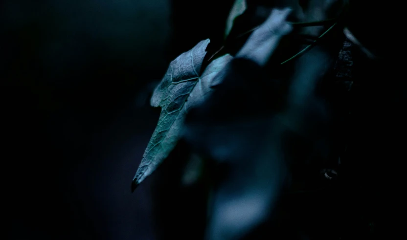 a nch with two green leaves is lit by a dark background