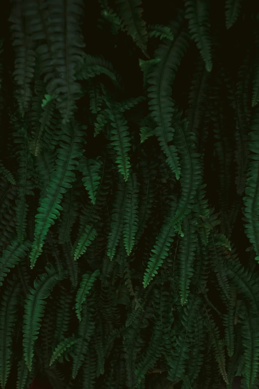 a close up of green plants with black stems