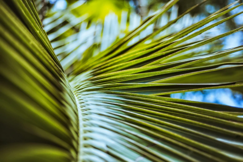 the center of some very long green leaves