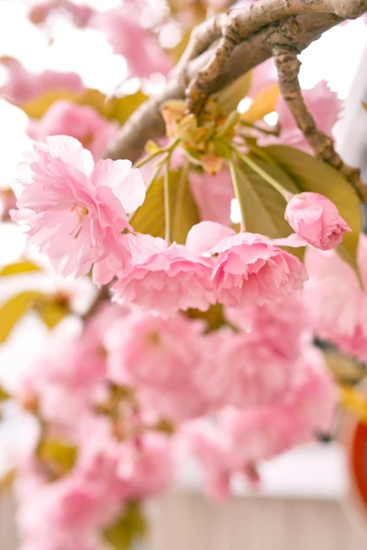 a nch filled with pink flowers and a white fence