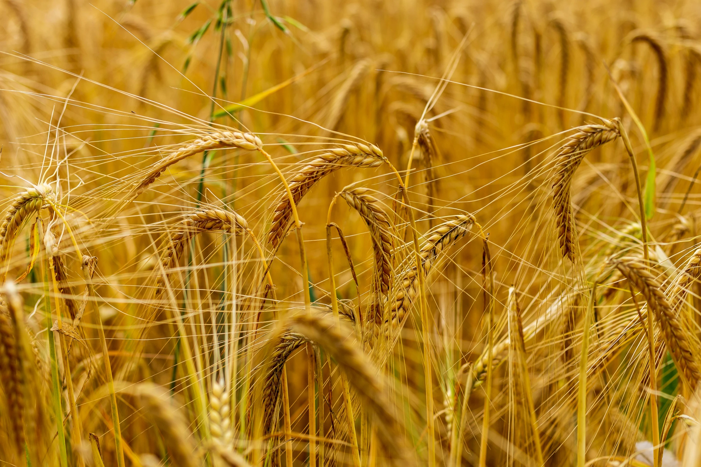 a close up view of wheat ready for harvest