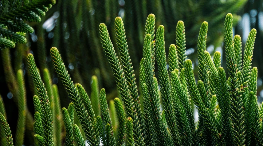 a group of pine trees that are next to each other