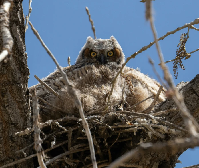 an owl that is sitting on its nest in a tree