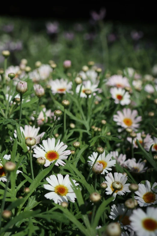 some very pretty white flowers in the grass