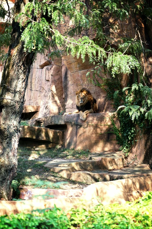 a bear laying in the shade under a tree