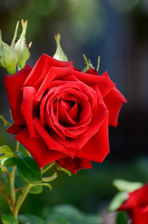 a close up of the head of a rose flower