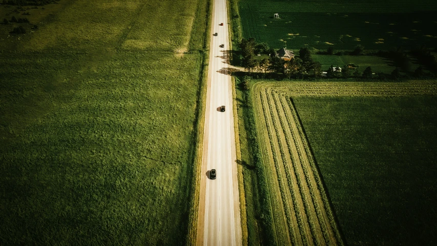 two roads with cars and two trees between them