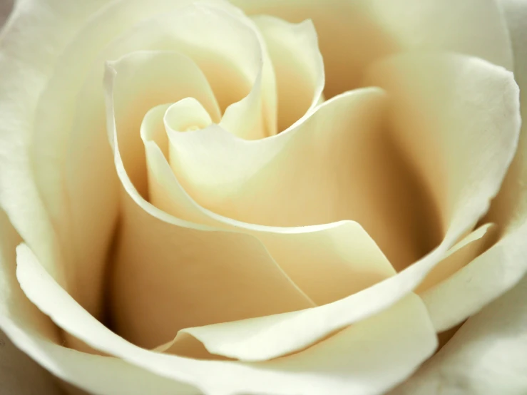 a close up view of a white rose flower