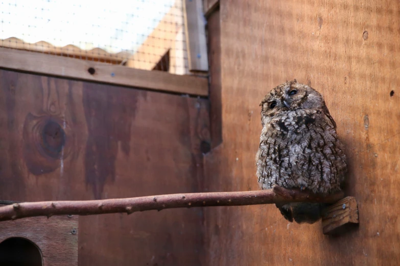 a small owl that is sitting on a wooden pole