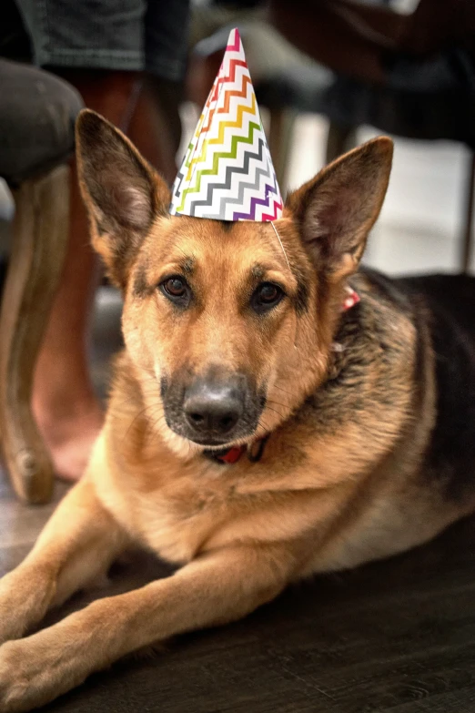 a dog that is wearing a birthday hat