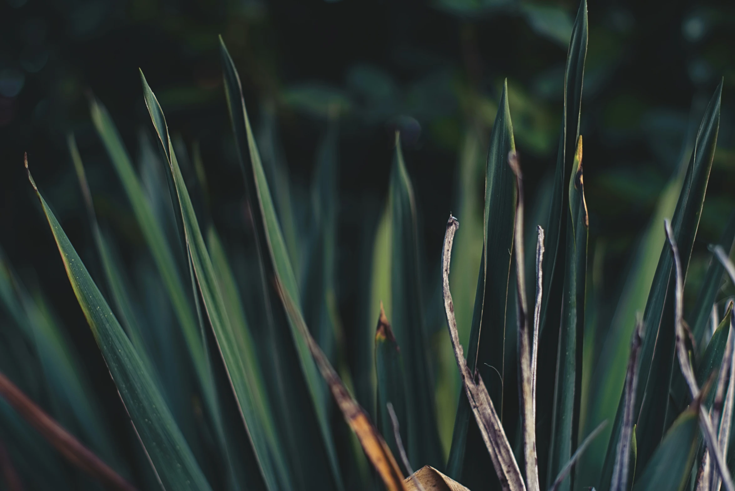 a couple of green grass plants are close to each other