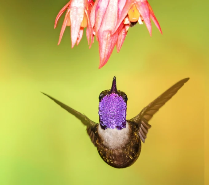 a hummingbird looking at a hanging feeder filled with purple flowers