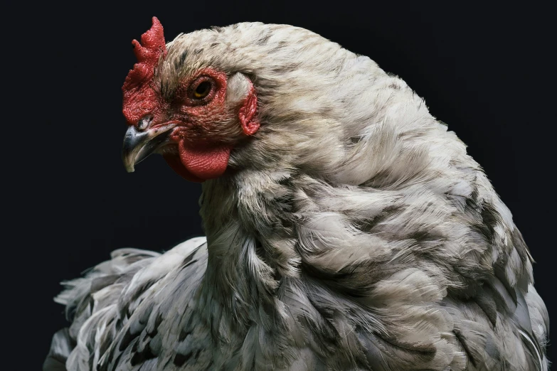 white chicken with red comb and black background