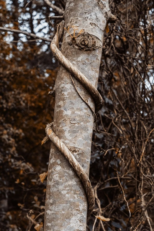 a tree that has been grown up to its roots