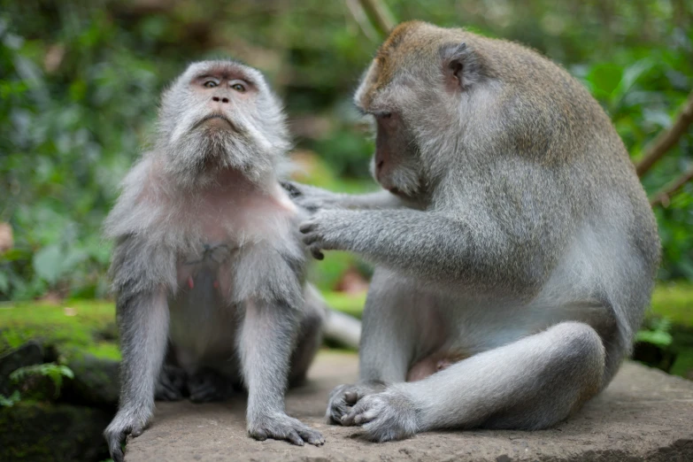 a couple of monkeys are on the rocks together