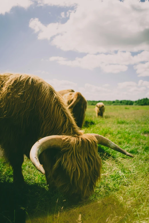 several animals that are in a field, grazing