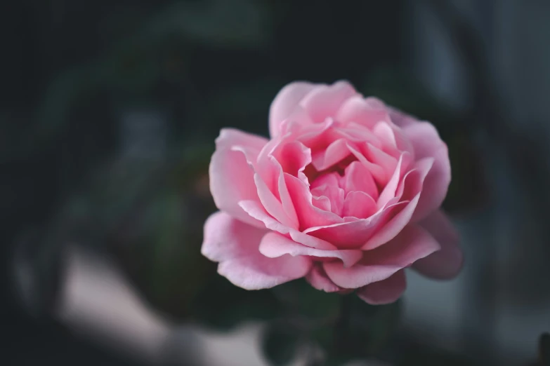 a pink flower is blooming in the dark