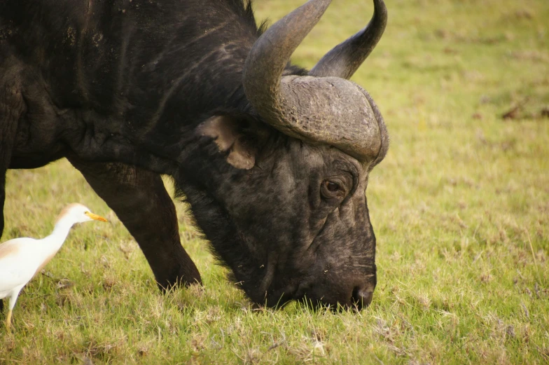 a black buffalo and an ib nuzzling in a grassy field