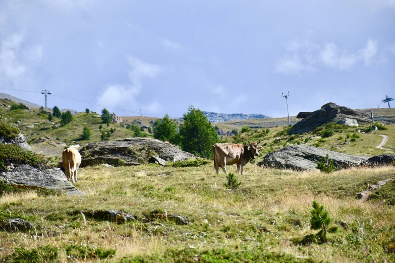 two cows are in a grassy field next to large rocks