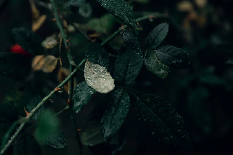 a wet leaf hangs on a nch as it sits in the rain