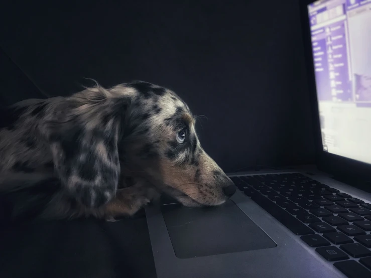 a dog is looking at the screen of a computer