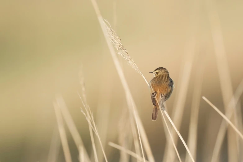 a small bird on a twig near tall grass