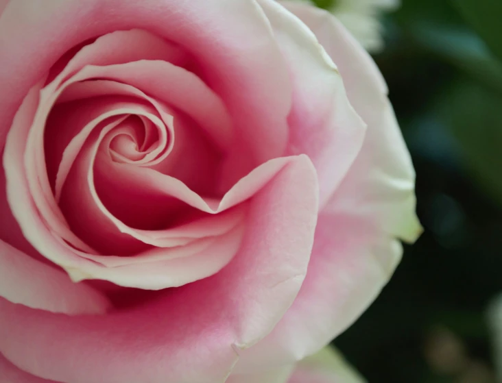 a close up view of the center of a pink rose