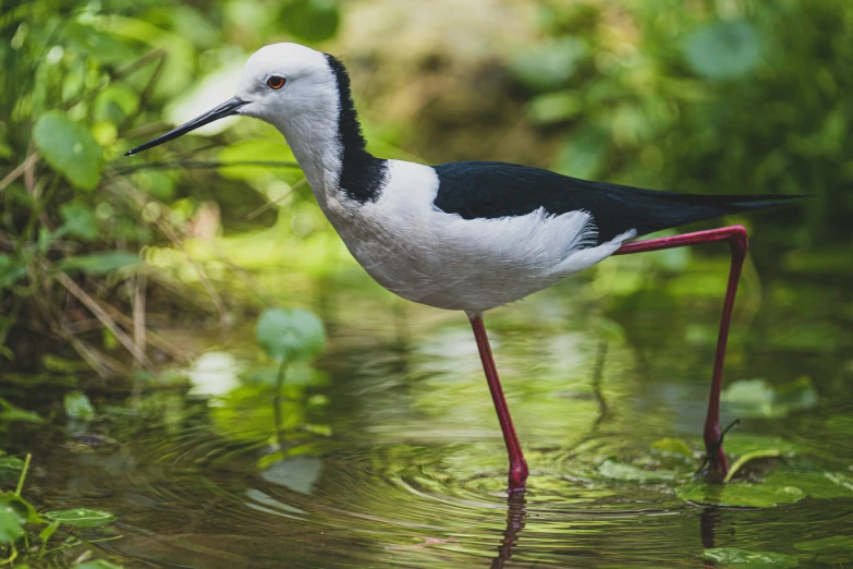 a bird standing in the water in front of some bushes