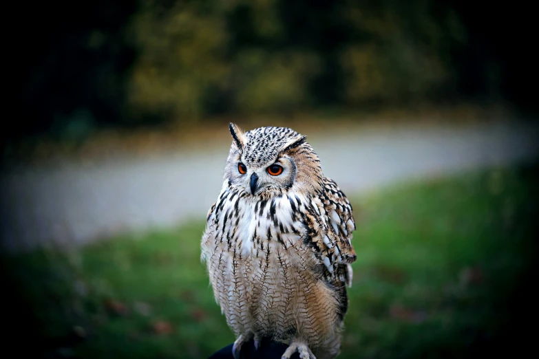 an owl standing on a gloved hand while wearing a hat