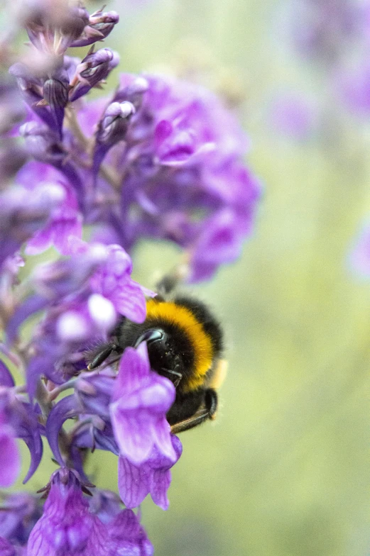 a bee on top of some purple flowers