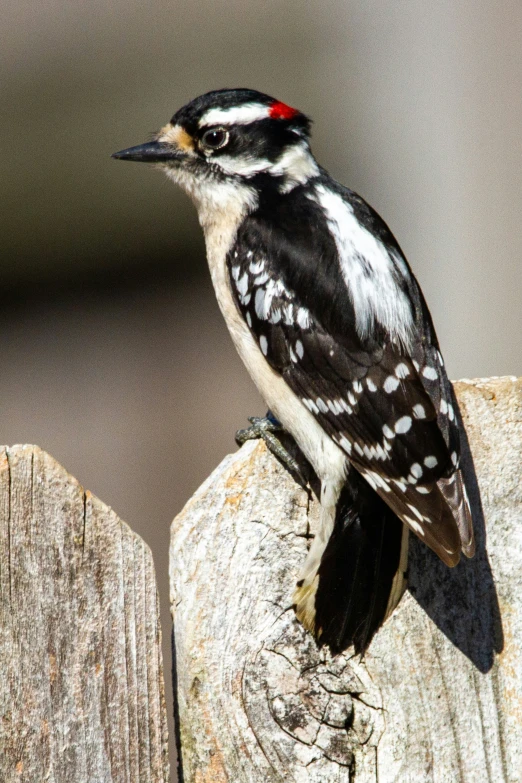 a bird perched on top of a wooden post