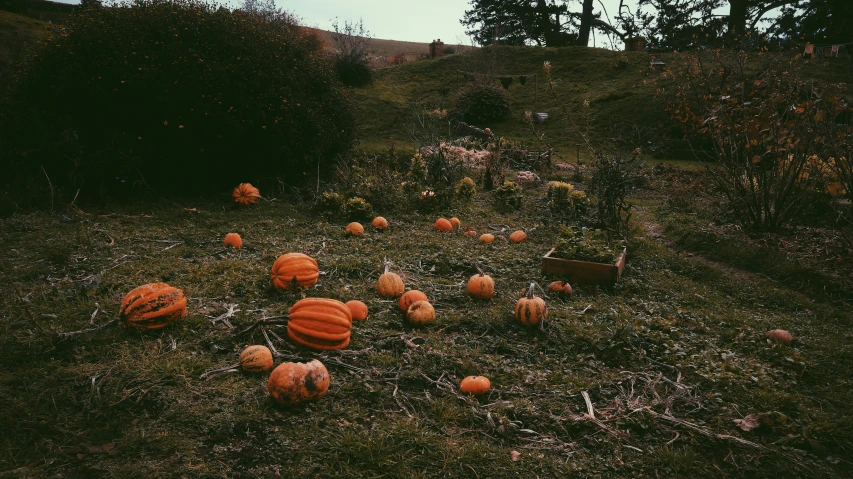 lots of pumpkins that are sitting in the grass