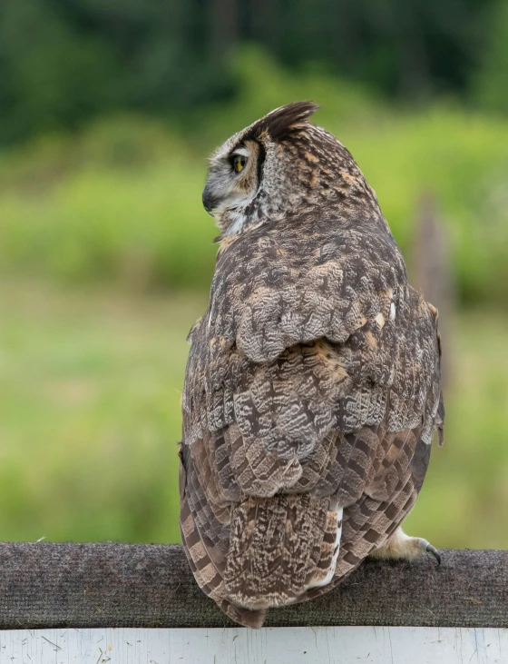 an owl perched on top of a fence post