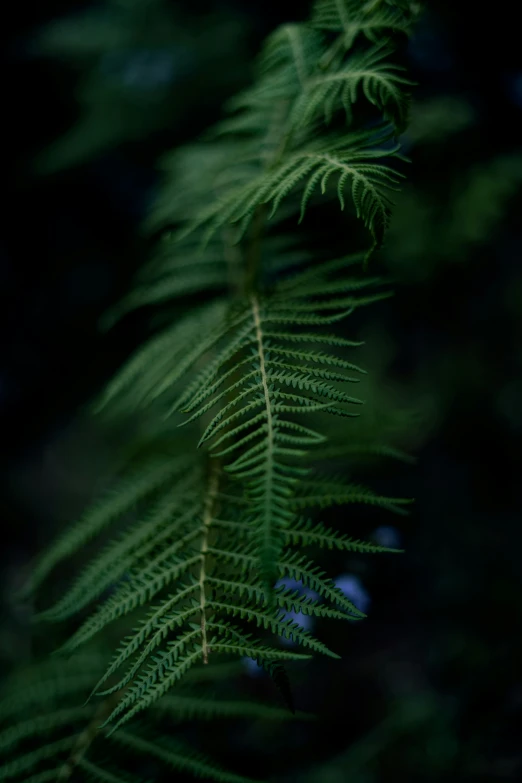 green leaves are growing from the side of a tree