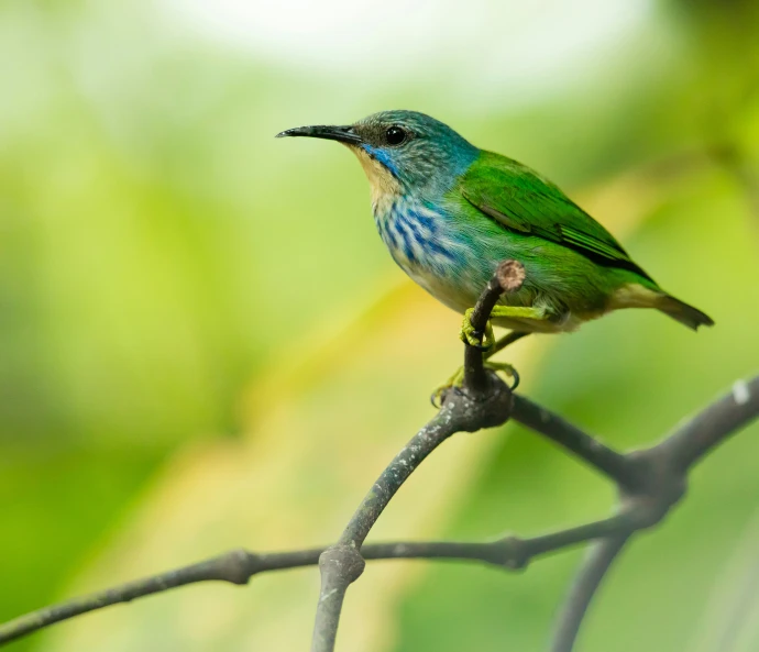 a green bird sitting on top of a nch