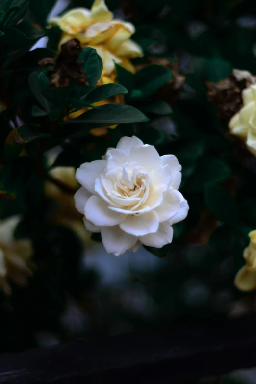 the close up of a white flower with some leaves