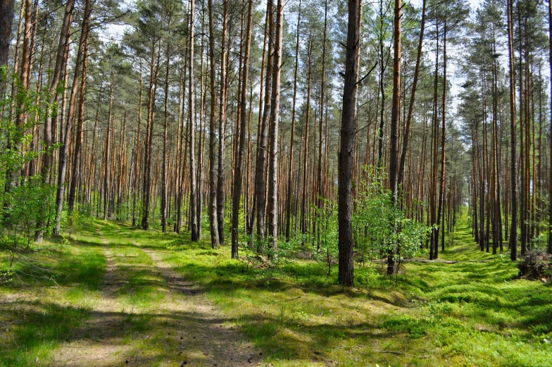 many trees are growing in the forest