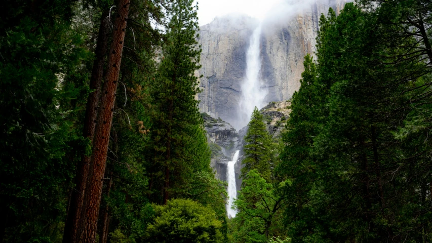 trees with a waterfall in the background and a foggy sky