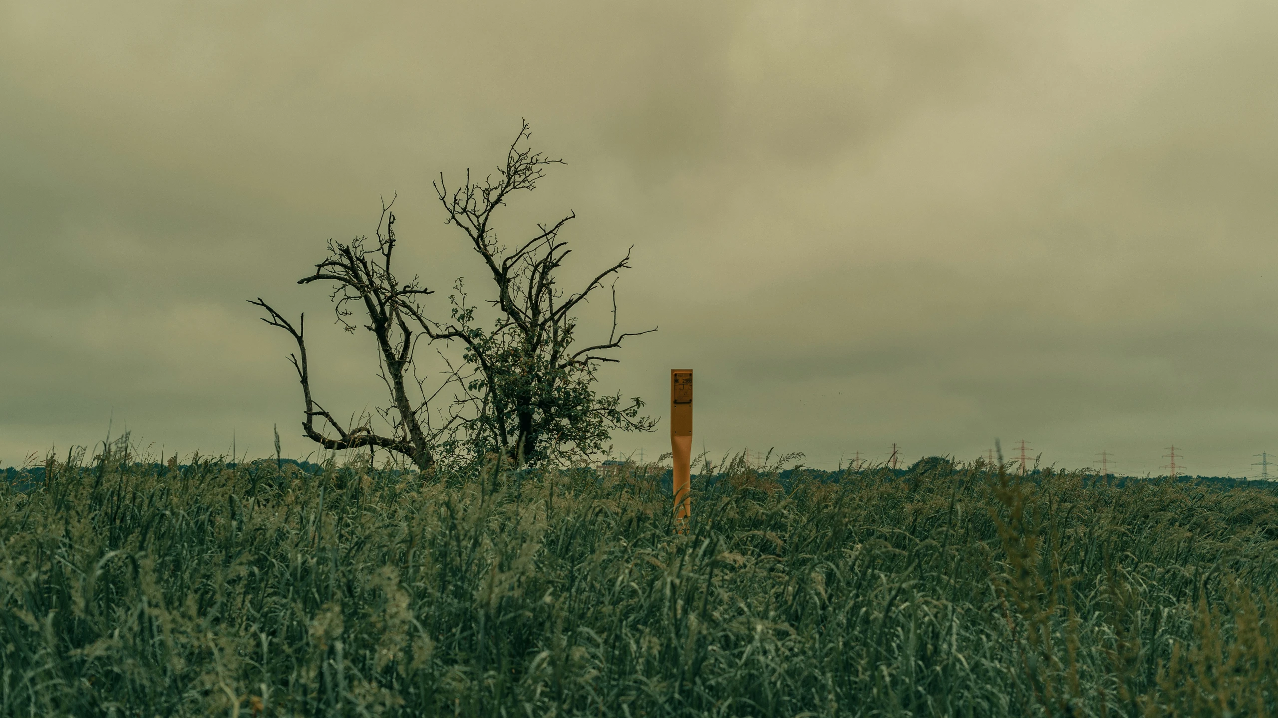 there is a tree with no leaves in the field