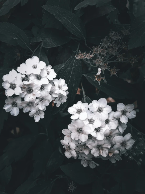 an image of some white flowers growing on a tree