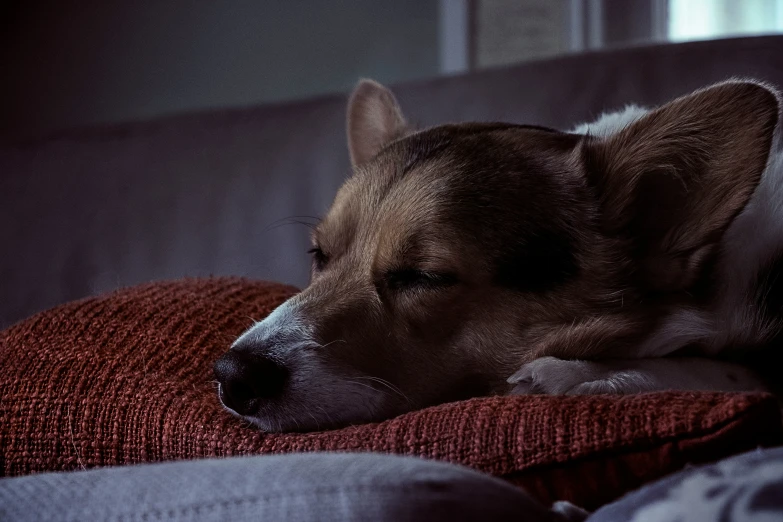 an adorable dog laying on top of a couch