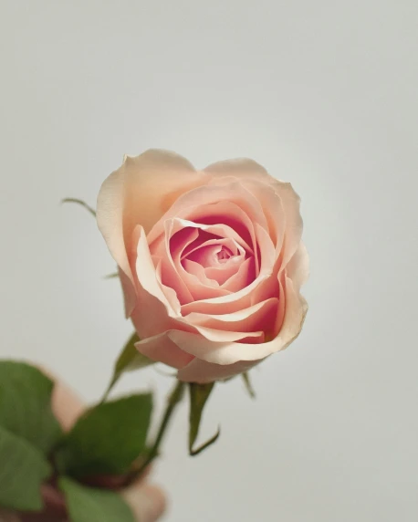 a small rose in someones hand with white wall behind it