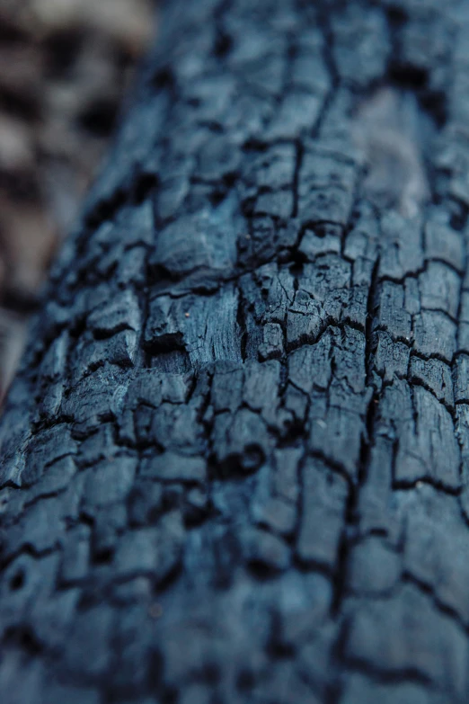 the texture of a tree bark