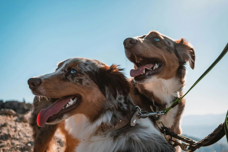 two dogs with their head and leashes on the ground