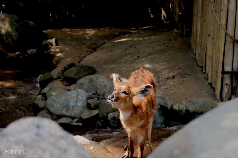 the baby deer is standing on a rock and looking around