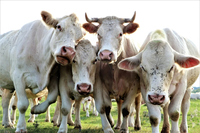 a herd of cows standing next to each other in the grass