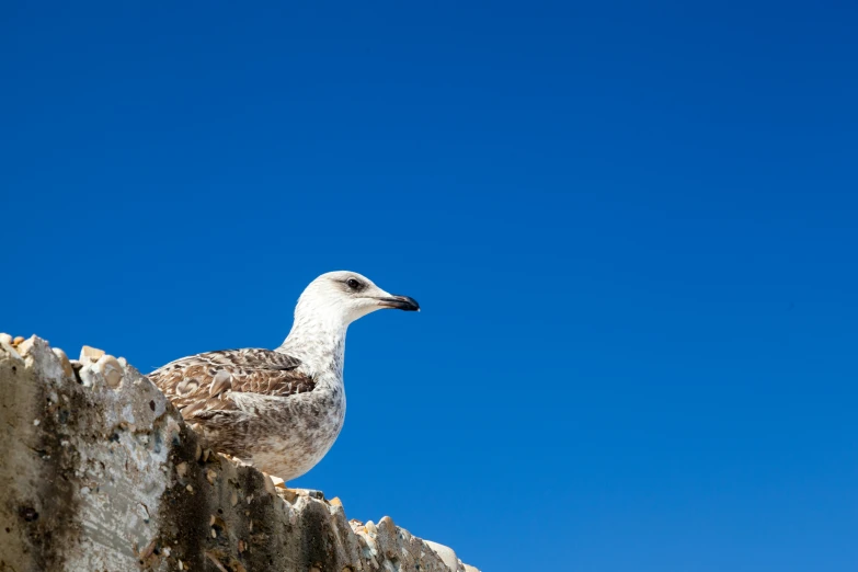 a bird on the top of a stone wall