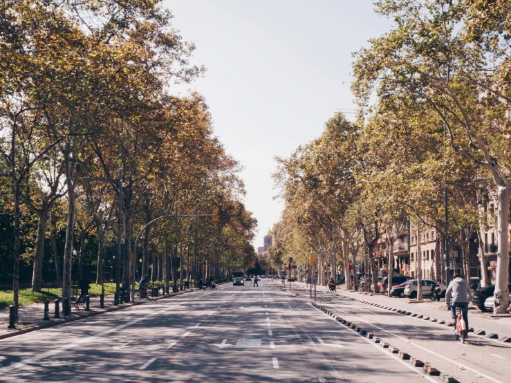 a city street with trees and benches along one side