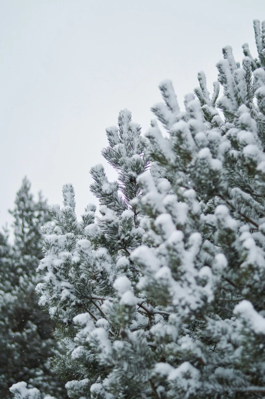 some snow and a lot of trees on a gray day